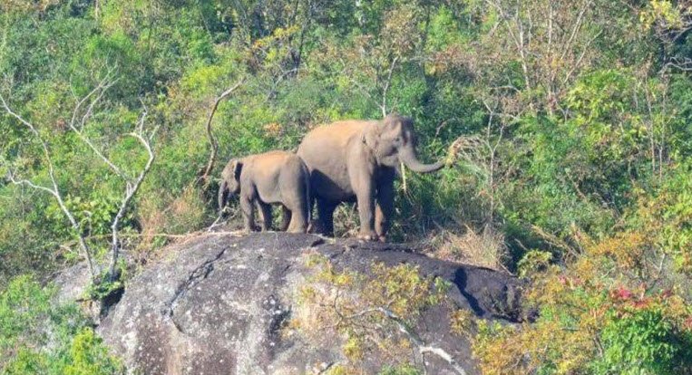 New Amarambalam Wildlife Sanctuary, Nilgiris, Tamil Nadu - Vushii.com
